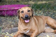 HOMOK, Hund, Mischlingshund in Ungarn - Bild 1