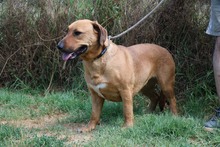 HOMOK, Hund, Mischlingshund in Ungarn - Bild 2