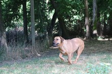 HOMOK, Hund, Mischlingshund in Ungarn - Bild 3