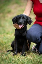 VIRELLA, Hund, Mischlingshund in Ungarn - Bild 1