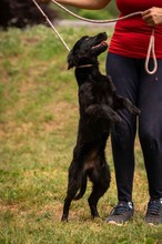 VIRELLA, Hund, Mischlingshund in Ungarn - Bild 10