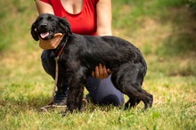 VIRELLA, Hund, Mischlingshund in Ungarn - Bild 11