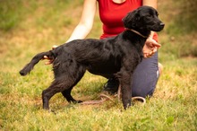 VIRELLA, Hund, Mischlingshund in Ungarn - Bild 12