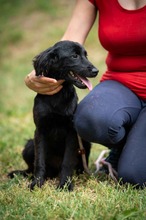 VIRELLA, Hund, Mischlingshund in Ungarn - Bild 13
