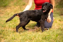 VIRELLA, Hund, Mischlingshund in Ungarn - Bild 2