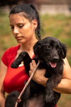 VIRELLA, Hund, Mischlingshund in Ungarn - Bild 3
