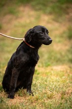 VIRELLA, Hund, Mischlingshund in Ungarn - Bild 4
