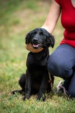 VIRELLA, Hund, Mischlingshund in Ungarn - Bild 5