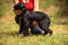 VIRELLA, Hund, Mischlingshund in Ungarn - Bild 6