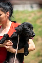 VIRELLA, Hund, Mischlingshund in Ungarn - Bild 7