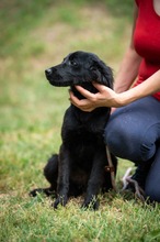 VIRELLA, Hund, Mischlingshund in Ungarn - Bild 8