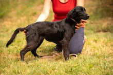 VIRELLA, Hund, Mischlingshund in Ungarn - Bild 9