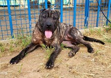 SID, Hund, Shar Pei Mix in Spanien - Bild 1