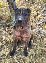 SID, Hund, Shar Pei Mix in Spanien - Bild 2