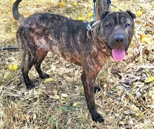 SID, Hund, Shar Pei Mix in Spanien - Bild 3