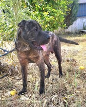 SID, Hund, Shar Pei Mix in Spanien - Bild 4