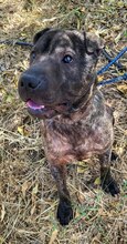 SID, Hund, Shar Pei Mix in Spanien - Bild 5