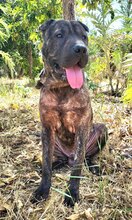 SID, Hund, Shar Pei Mix in Spanien - Bild 6
