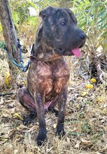 SID, Hund, Shar Pei Mix in Spanien - Bild 7