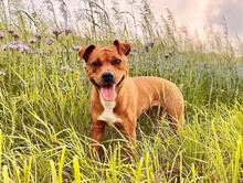PEACHES, Hund, Mischlingshund in Rellingen - Bild 1