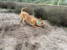 PEACHES, Hund, Mischlingshund in Rellingen - Bild 2