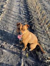 PEACHES, Hund, Mischlingshund in Rellingen - Bild 3