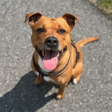 PEACHES, Hund, Mischlingshund in Rellingen - Bild 4