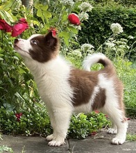 JULES, Hund, Border Collie in Friedrichsdorf - Bild 1