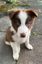 JULES, Hund, Border Collie in Friedrichsdorf - Bild 2