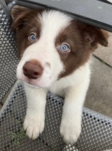 JULES, Hund, Border Collie in Friedrichsdorf - Bild 3