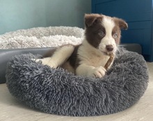 JULES, Hund, Border Collie in Friedrichsdorf - Bild 4