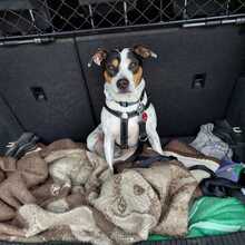 PIPO, Hund, Bodeguero Andaluz in Wilnsdorf - Bild 1