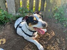 PIPO, Hund, Bodeguero Andaluz in Wilnsdorf - Bild 2
