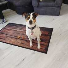 PIPO, Hund, Bodeguero Andaluz in Wilnsdorf - Bild 3