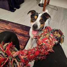 PIPO, Hund, Bodeguero Andaluz in Wilnsdorf - Bild 5