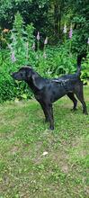 WINSTON, Hund, Mischlingshund in Sprockhövel - Bild 1