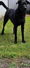 WINSTON, Hund, Mischlingshund in Sprockhövel - Bild 2