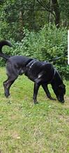WINSTON, Hund, Mischlingshund in Sprockhövel - Bild 3