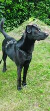 WINSTON, Hund, Mischlingshund in Sprockhövel - Bild 4