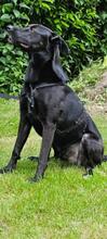 WINSTON, Hund, Mischlingshund in Sprockhövel - Bild 5