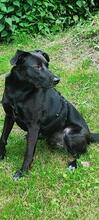 WINSTON, Hund, Mischlingshund in Sprockhövel - Bild 6