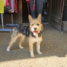 ARYA, Hund, Mischlingshund in Rosbach - Bild 1