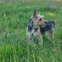 ARYA, Hund, Mischlingshund in Rosbach - Bild 2