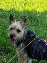 ARYA, Hund, Mischlingshund in Rosbach - Bild 3