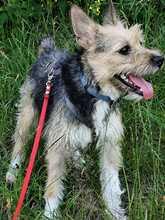 ARYA, Hund, Mischlingshund in Rosbach - Bild 4