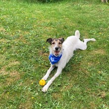BALI, Hund, Mischlingshund in Neu Boltenhagen - Bild 1