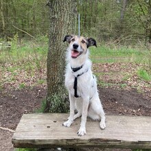 BALI, Hund, Mischlingshund in Neu Boltenhagen - Bild 2
