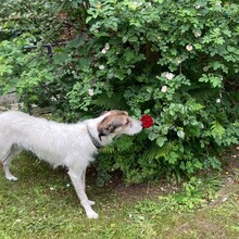 BALI, Hund, Mischlingshund in Neu Boltenhagen - Bild 4