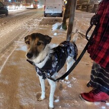 BALI, Hund, Mischlingshund in Neu Boltenhagen - Bild 5