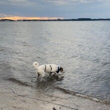BALI, Hund, Mischlingshund in Neu Boltenhagen - Bild 7